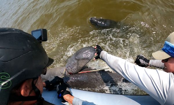 Two DNR staff working with gray-skinned manatee by blue boat with water splashing and small manatee head in brown water nearby