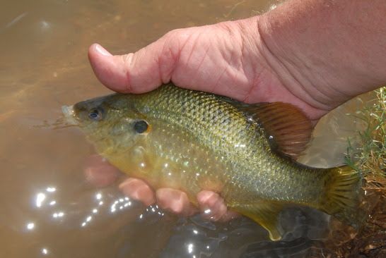 Illegal fish stocking