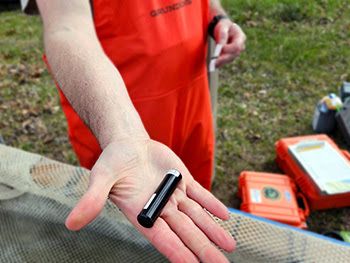 An acoustic transmitter tag that was used in the Lake Macatawa muskellunge research.