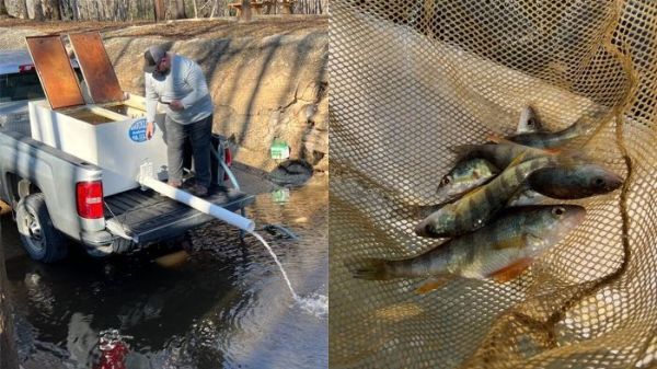 yellow perch being stocked in a lake;yellow perch in net