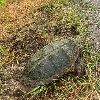 <p>Turtles on the Roadway Need Your Help</p>
