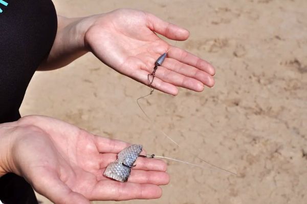 Cutbait rig for lake trout - sucker meat, slip sinker and snelled hook