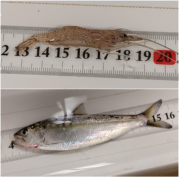 SiberianPrawnAndShad