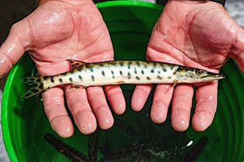 A young muskie is shown being held by a person in their two outstretched hands.
