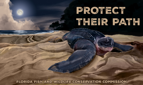 Sea Turtle Sea Turtle Decal 2026 TEXTat top: PROTECT THEIR PATH TEXT at bottom: FLORIDA FISH AND WILDLIFE CONSERVATION COMMISSION