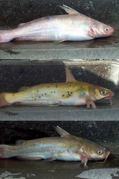 From top to bottom: the invasive blue catfish, channel catfish (also introduced into tributaries of the Chesapeake Bay) and native white catfish. Photo provided by Mary Fabrizio.