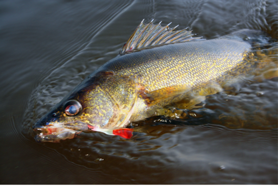 A walleye with a lure in its mouth breaks the surface while being reeled in by an angler.