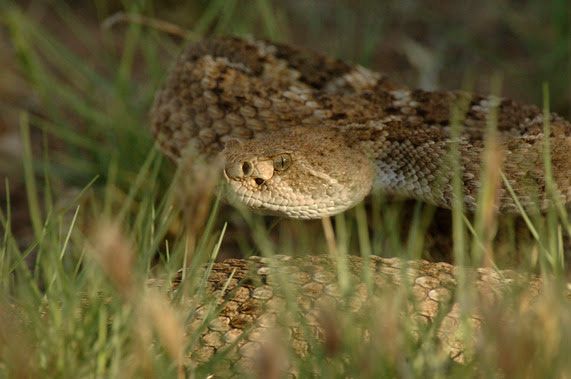 Western Rattlesnake