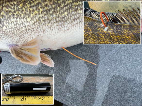 Walleye telemetry tag and transmitter and walleye implanted with a tag
