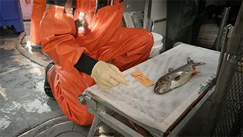 Staff measure and photograph lake trout captured during a survey of Klondike Reef in Lake Superior.