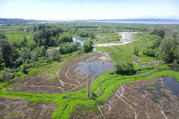 A photo of the Island Unit of Skagit Wildlife Area looking southwest towards Skagit Bay prior to restoration project construction in May 2026.