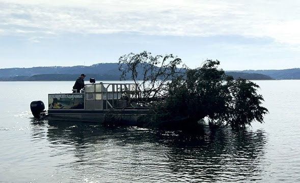 Cedar Tree on Boat