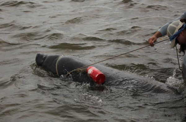 Manatees gray head with line taught and red buoy by head with staff working with line