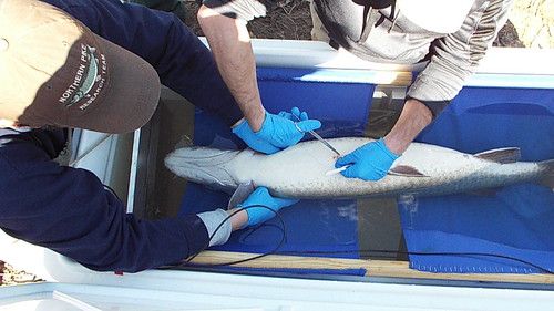 People working on a sedated fish