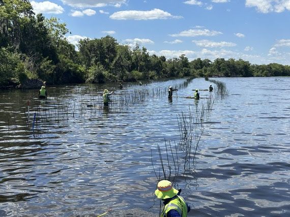 Planting bulrush on Lake Monroe