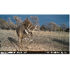 <p>Moultrie Pro Tip: Keep Your Cameras On! Best Ways to Leverage Post-Season Scouting</p>