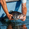 <p>AGFC Celebrates Homecoming for Legacy Lunker Largemouth Bass</p>