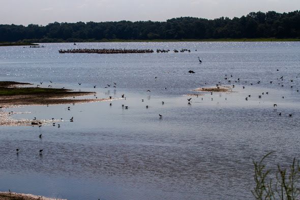 Shore birds