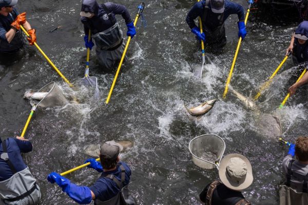 981 rainbow, brown, cutthroat and other hybrid trout species were captured by electrofishing and relocated to Eleven Mile Reservoir.