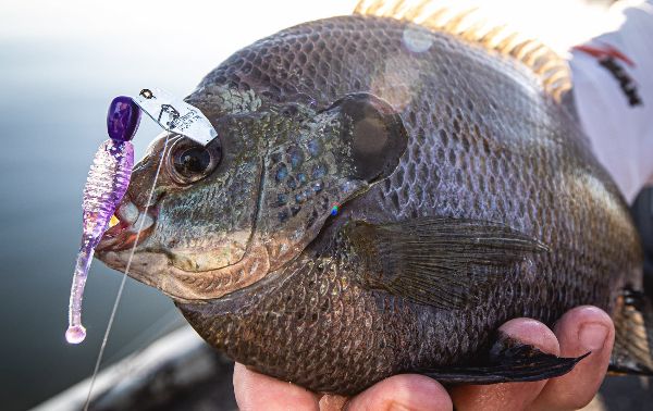The Dark N Stormy colored Micro Finesse ChatterBait fooled this slab bluegill. The Dark N Stormy colored Micro Finesse ChatterBait fooled this slab bluegill.