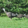<p>Vermont Turkey Brood Survey in July and August</p>