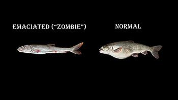 An emaciated 'zombie' siscowet lake trout captured near the deepest point of Lake Superior compared to a typical siscowet.