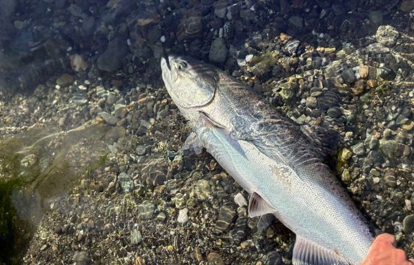 An angler holds a Klamath River Chinook salmon by the tail.