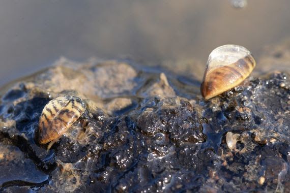 adult zebra mussel on rocks