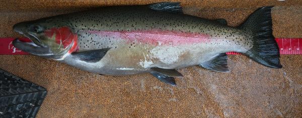 Rainbow trout caught on Lake Pend Oreille