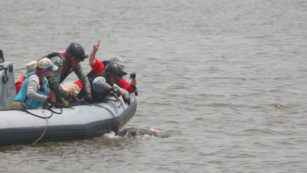 Four staff in gray inflatable reach over side of vessel to manatee wrapped in lines in the water