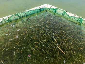 Walleye fingerlings are shown in a net pen.