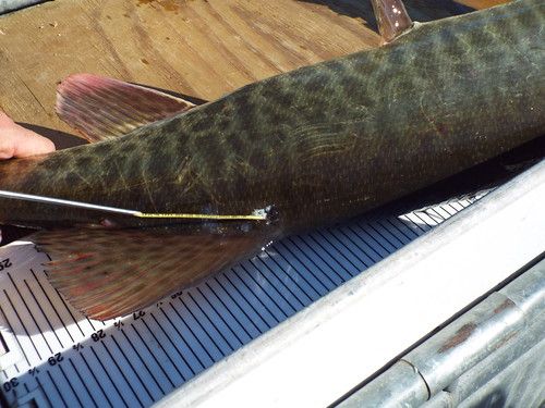 Tag being attached to a fish