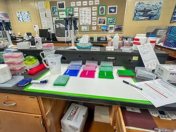 Setup in Dr. Jared Homola's laboratory conducting parentage-based tagging analysis on walleye samples.
