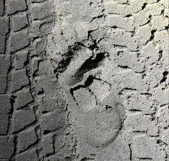 footprint in sand with tire tracks