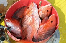 snapper
