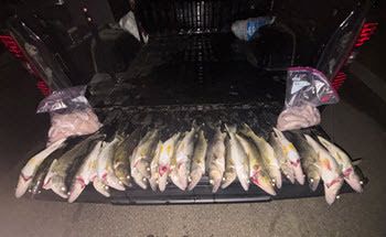 walleye on a truck