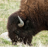 <p>Visiting Antelope Island This Summer? How to Avoid Conflicts with Bison</p>