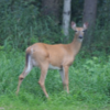 <p>VT Expanded Archery Deer Hunting Starts Sept. 15</p>