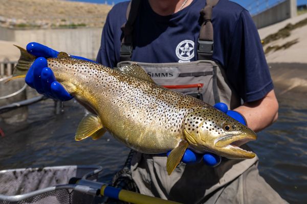 Colorado Parks and Wildlife aquatic biologists, in conjunction with Denver Water staff, salvaged more than 1,000 trout from Antero Reservoir on Friday and stocked into nearby waterbodies. 981 rainbow, brown, cutthroat and other hybrid trout species were captured by electrofishing and relocated to Eleven Mile Reservoir