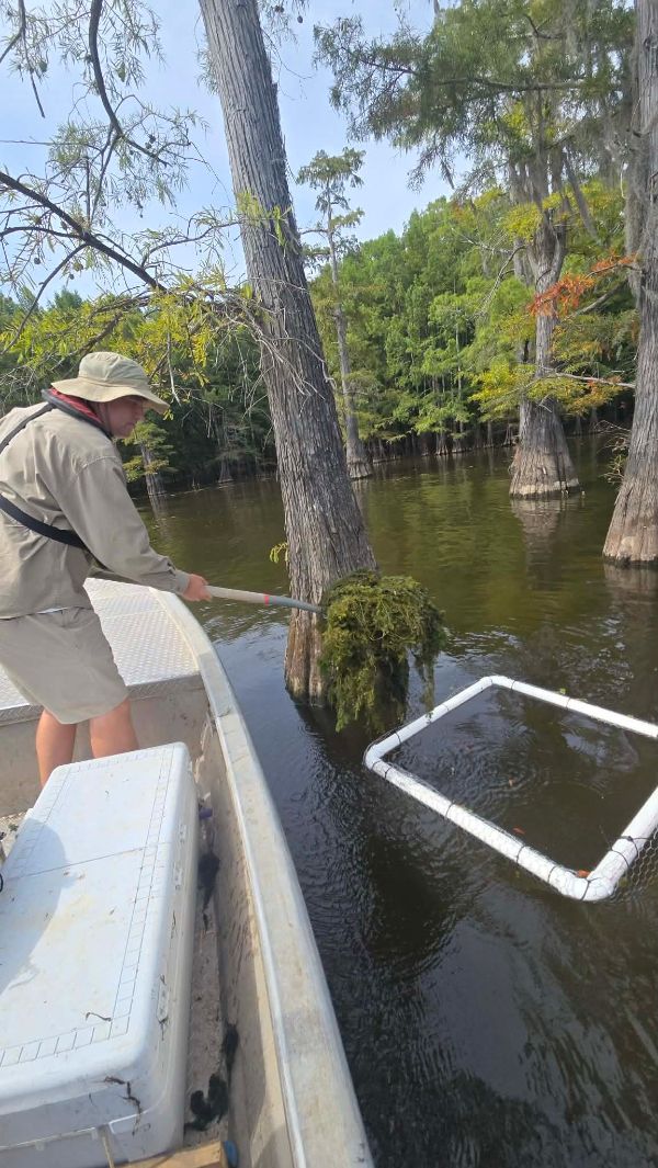 Coontail being transplanted into Saline Larto Lake