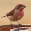 <p><strong>The Northern Finch Forecast for 2026-27</strong></p>
