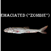 <p>Researchers Head to Superior Maximus to Investigate 'Zombie' Fish</p>