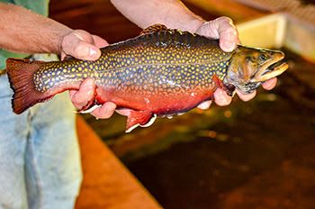 A beautifully colored brook trout is shown at the Marquette State Fish Hatchery in Marquette County.