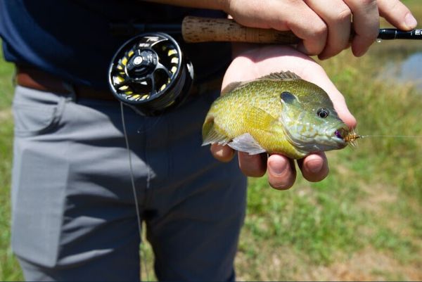 learning to fly fish