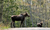 Moose walk along a forested road