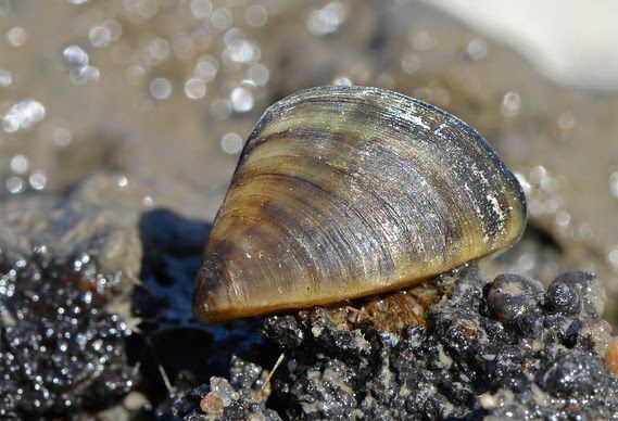adult zebra mussel