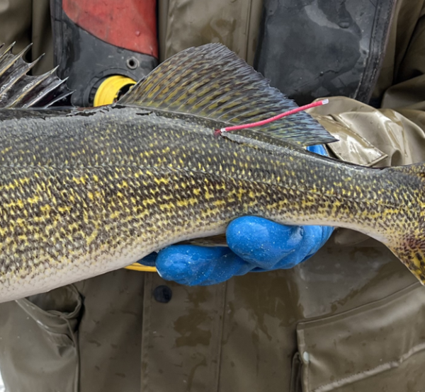 A walleye with a visible tag is held by person.