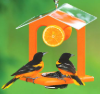 <p><strong>Duncraft's Ultimate Oriole Jelly Feeder</strong></p>