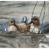 <p>Hardcore Waterfowl's Rugged Series Blue-Winged and Green-Winged Teal Decoys</p>