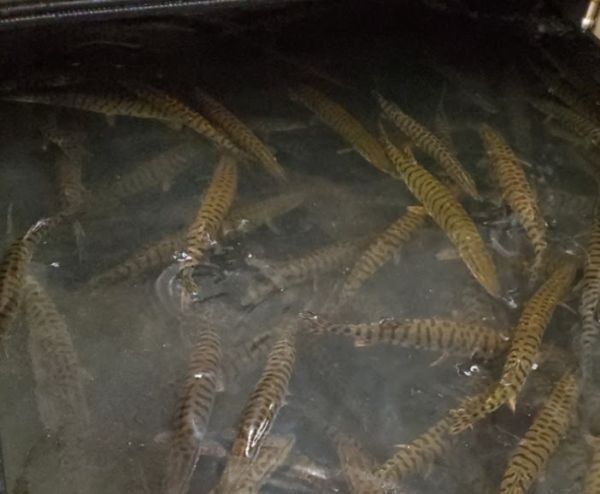 Hundreds of fingerling muskellunge in a rearing pond at a fish hatchery.